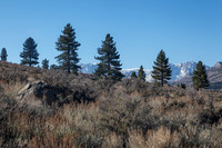 IMG_9335_dev