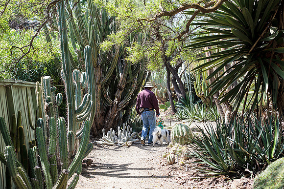 A walk in the Desert Forrest