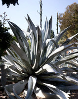 Cactus and Succulents at the Ruth Bancroft Garden
