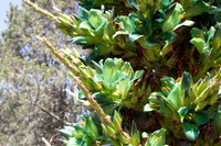 Puya berteroniana is a species in the genus Puya. This species is endemic to Chile