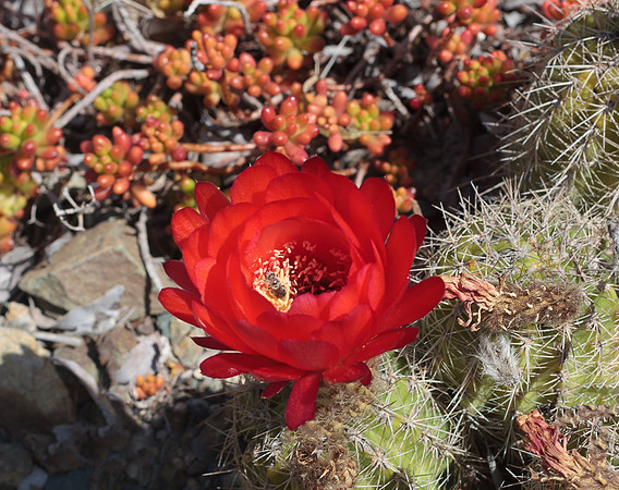 IMG_4492crop