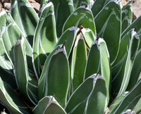 Agave victoria regina