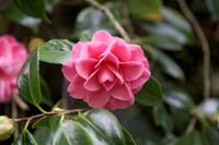 Camellia japonica '