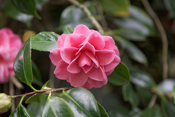 Camellia japonica '