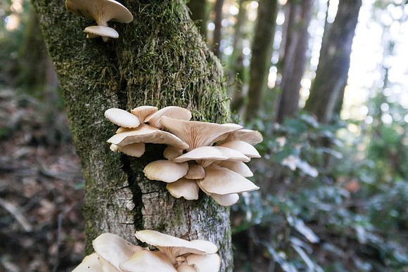 Oyster Mushroom Pleurotus ostreatus