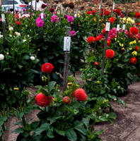 IMG_6407pano
