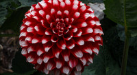 IMG_6416_1