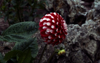 IMG_6417crop