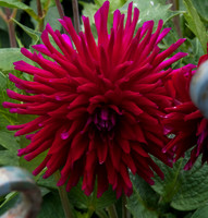 IMG_6418_2crop