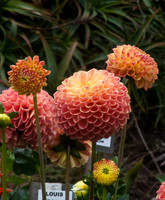 Dahlia Dementia at the Conservatory of Flowers SFO