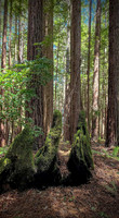 Trees