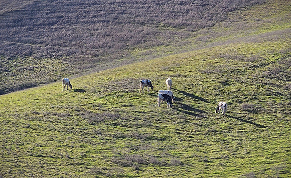 Holstein-Friesian at Helen Putnam