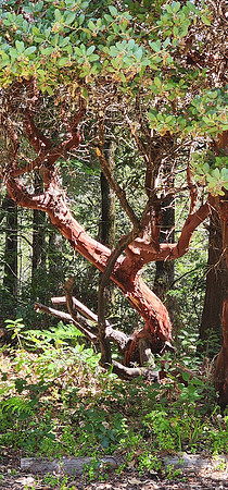 Manzanita