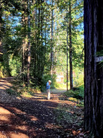Road Split to the cabins