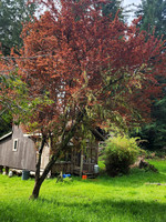 Cabin in the Meadow