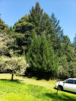 Fruit Trees
