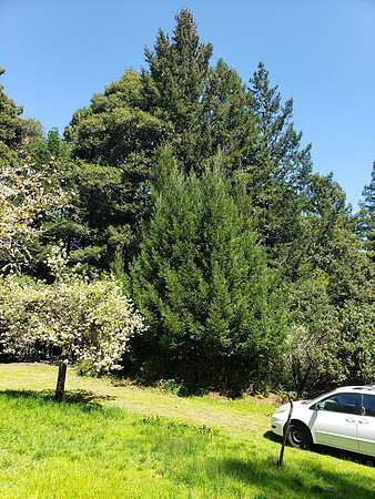 Fruit Trees