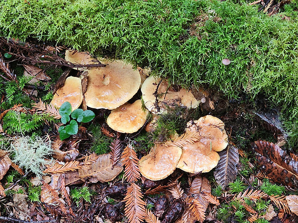 Mushroom Perks