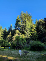 Trees across the Meadow