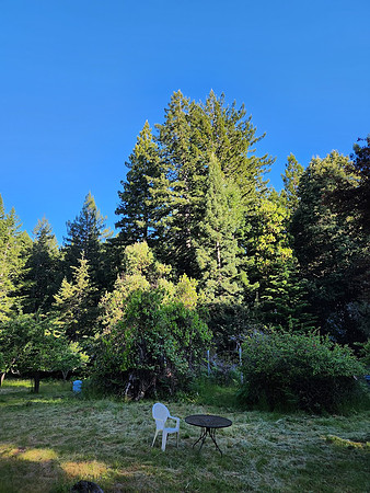 Trees across the Meadow