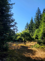 Apples and Redwoods
