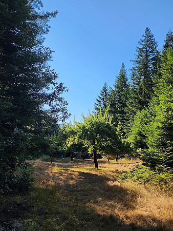 Apples and Redwoods