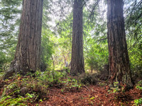 Trio of Redwoods