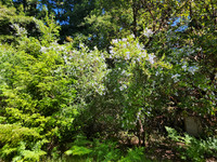 blue blossom ceanothus