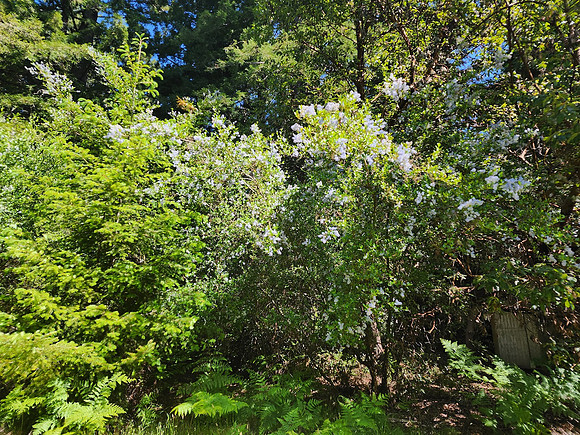 blue blossom ceanothus
