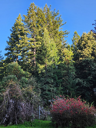 The Edge of the Meadow