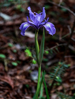 Douglas Iris – Mendocino
