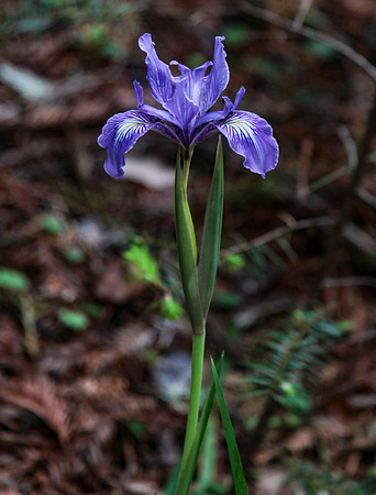 Douglas Iris – Mendocino