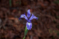 Douglas Iris