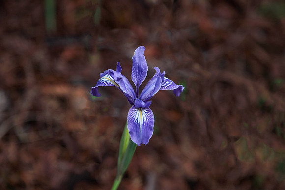 Douglas Iris