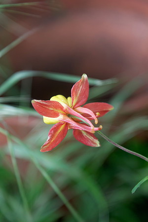 Columbine