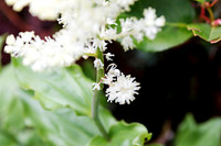 Misumena vatia  Crab Spider waiting for lunch