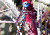 Insects