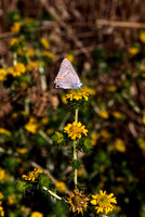 Melissa blue, Mendocino CA