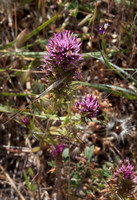 Natural Splendor – Edgewood