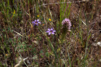 Owl's Clover & Blue-eyed Grass
