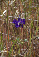 Larkspur (Delphinium)
