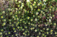 Trifolium repens, White Clover