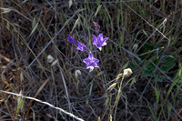Brodiaea