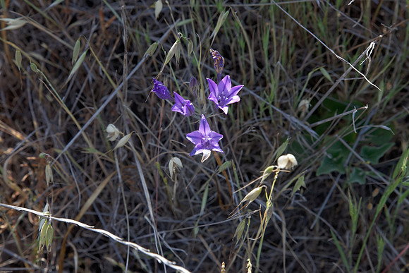 Brodiaea