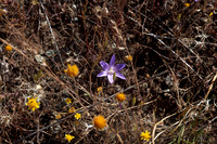Brodiaea