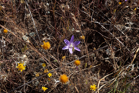 Brodiaea