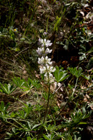 Lupinus albus