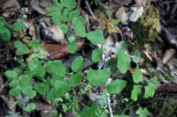 Maidenhair Fern