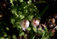 Calochortus albus (Globe Lily)