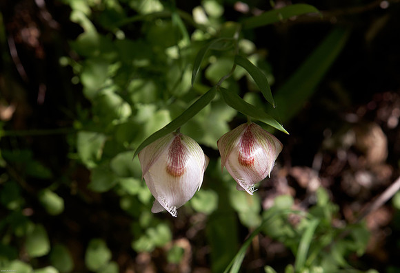 Calochortus albus (Globe Lily)